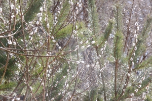 538_resize