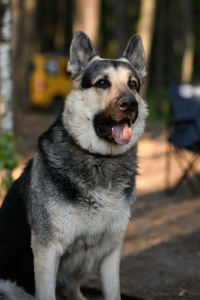 DSC_6196