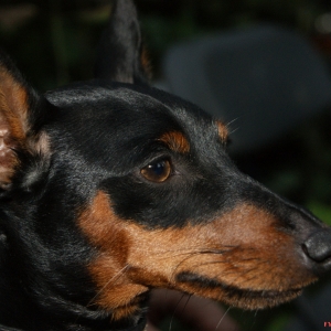 SONY DSC