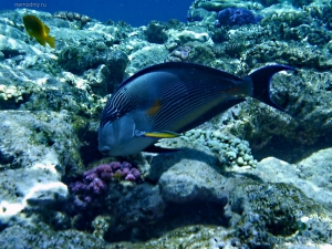 Digital Camera