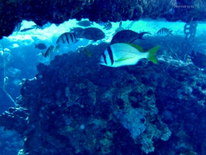 Digital Camera