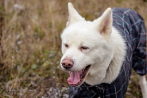 20141018-SVL_4060