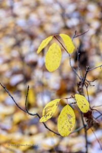 20141018-SVL_4437