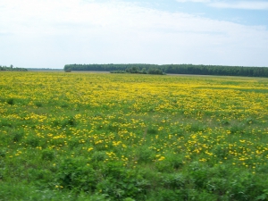 100_2050_resize