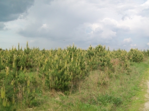 100_2067_resize
