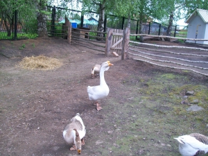 100_2084_resize